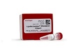 Lipofectamine? RNAiMAX Transfection Reagent