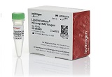 Lipofectamine? MessengerMAX? Transfection Reagent