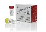 Lipofectamine? 3000 Transfection Reagent