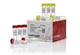 Lipofectamine? 3000 Transfection Reagent
