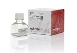 Lipofectamine? 3000 Transfection Reagent